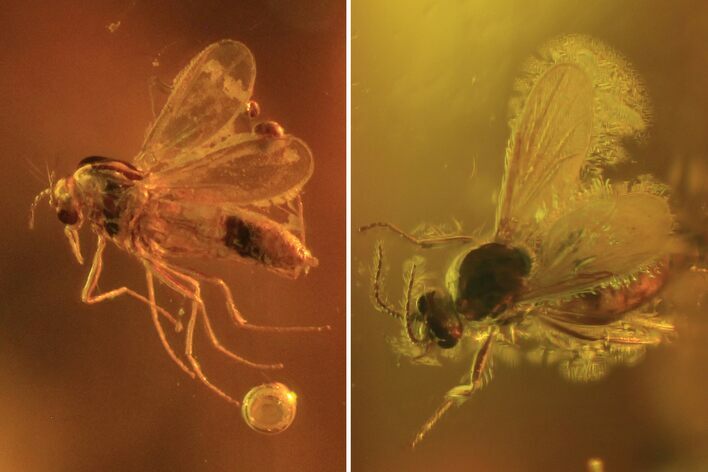 Two Detailed Fossil Flies (Diptera) In Baltic Amber #87065